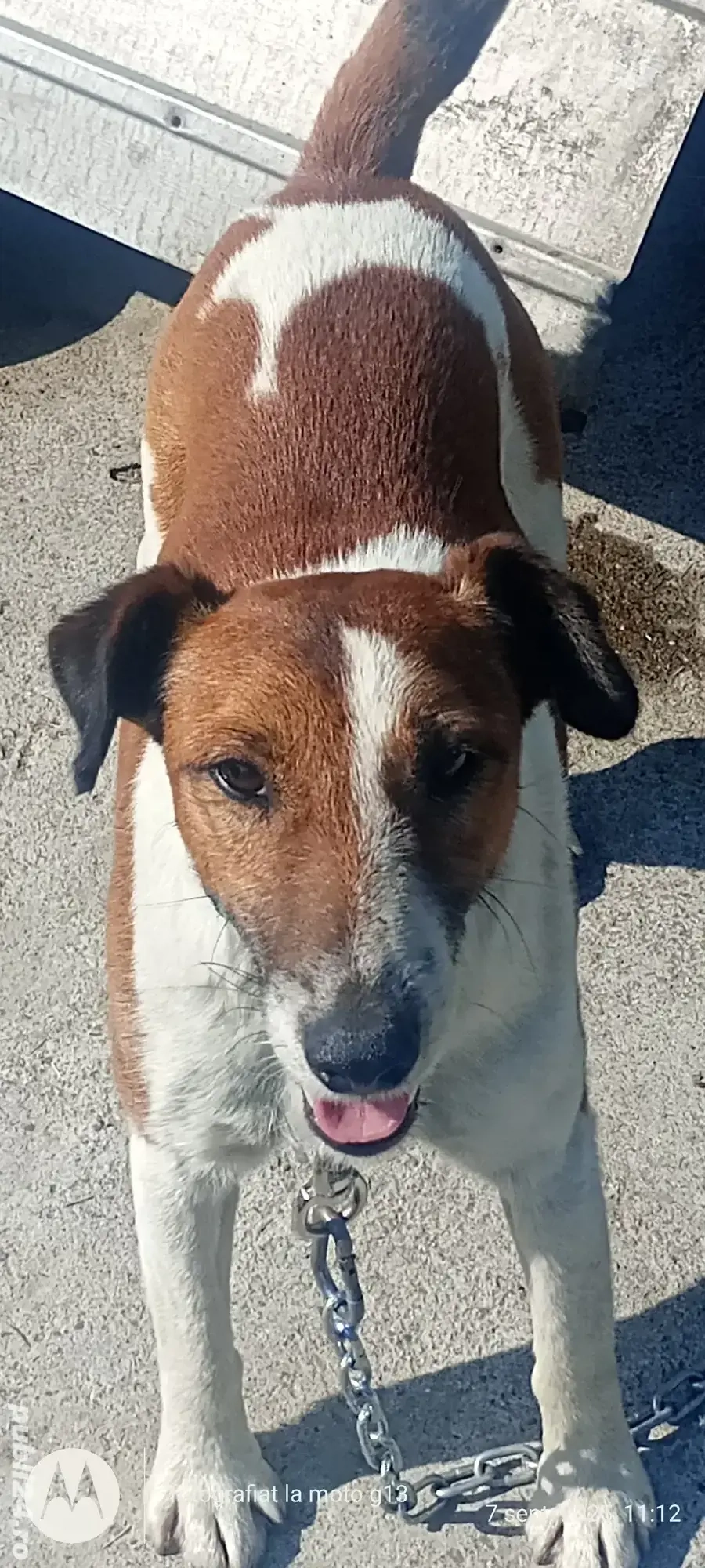 Vând căței fox terrier, cu parul scurt 