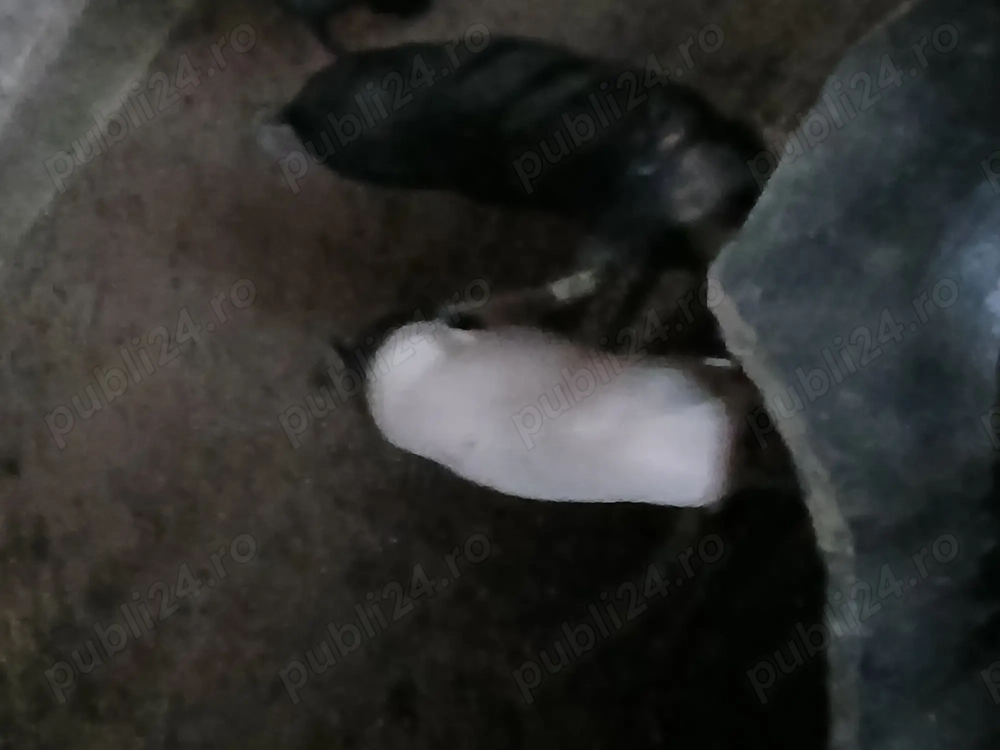 Vând purcei  6 săptămâni 