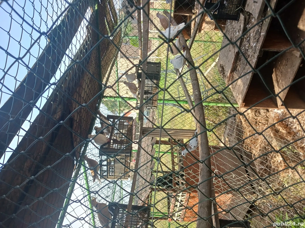 Turturele răzătoare  