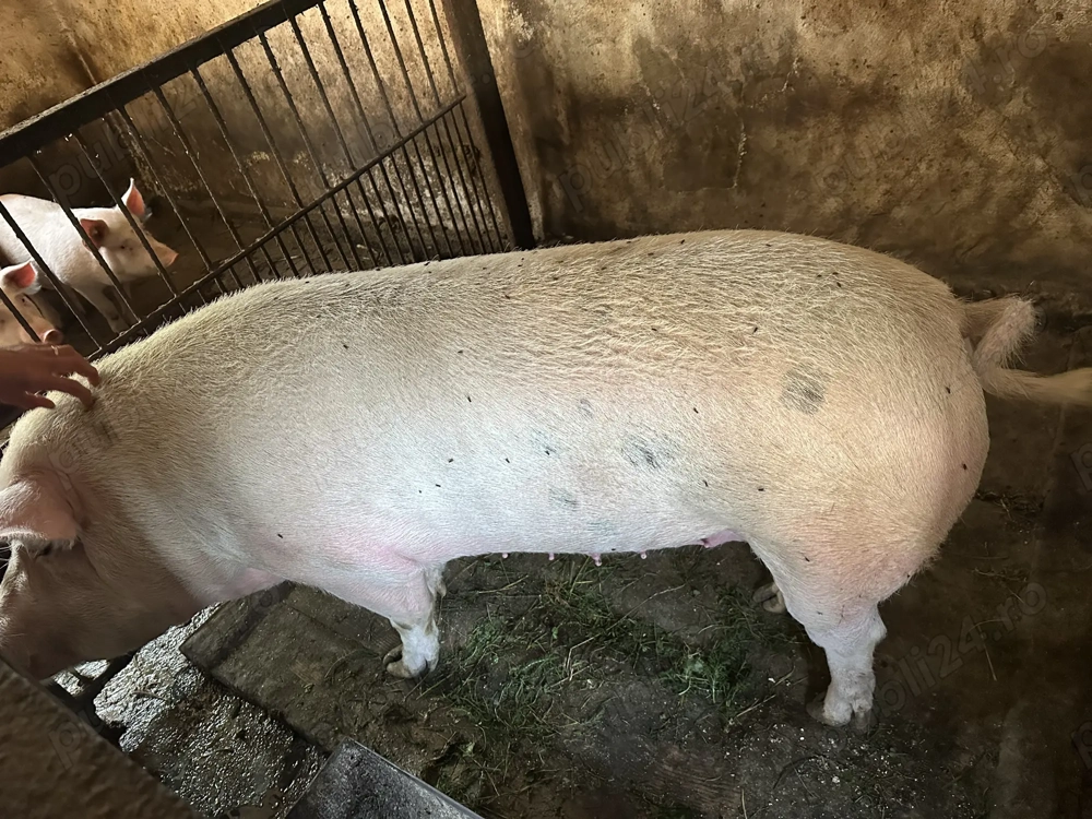 Scroafa pentru sacrificat Scroafa pentru sacrificat