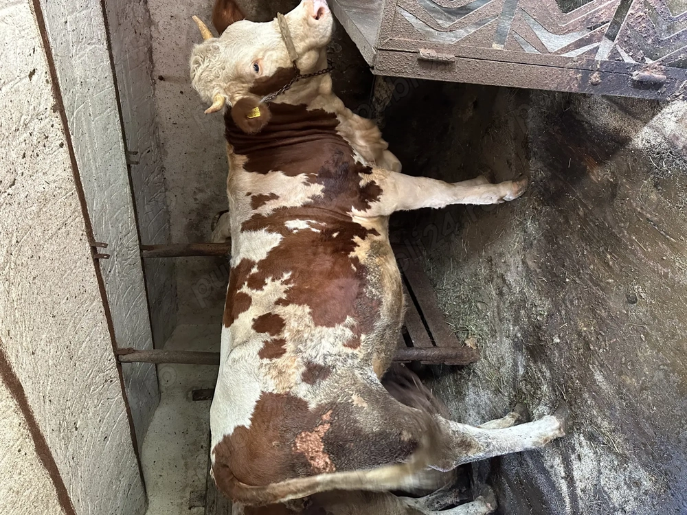 Juninca de vanzare Juninca de vanzare