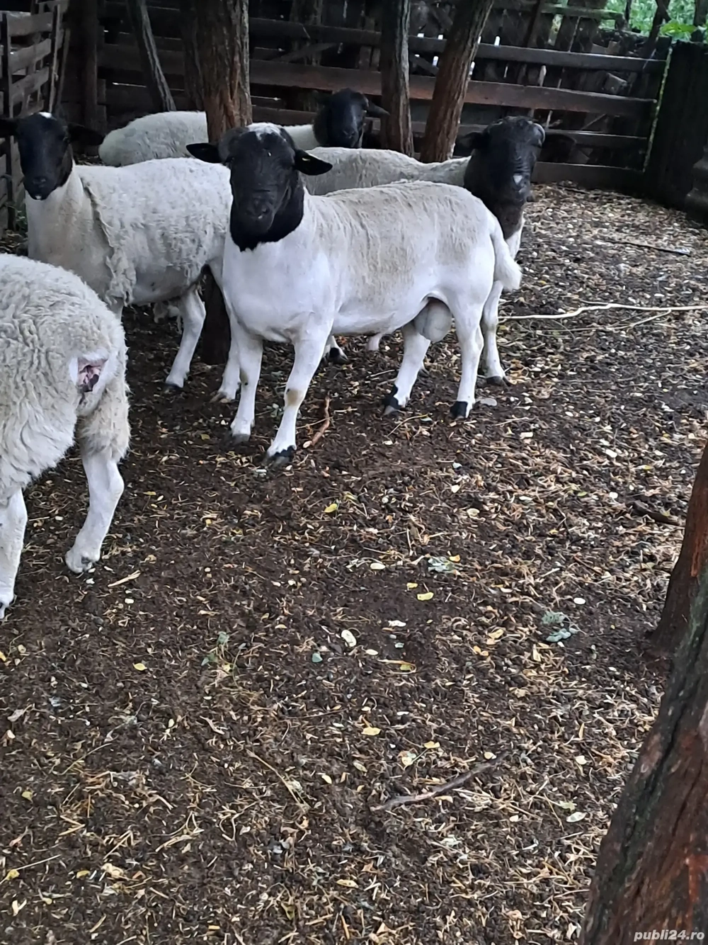 berbeci de vanzare dorper berbeci de vanzare dorper