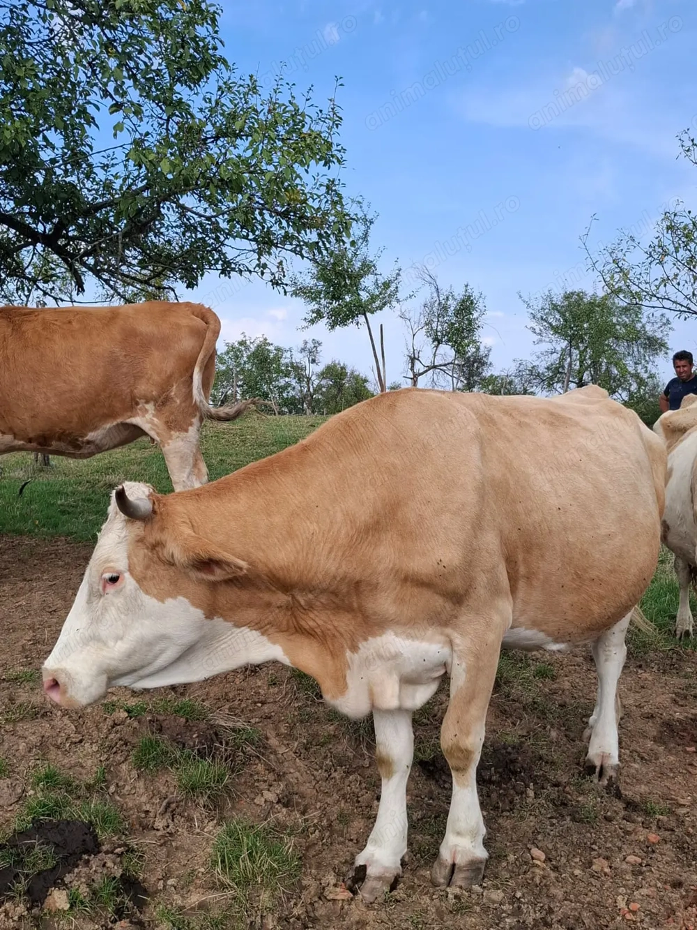 Vand vaca gestanta Vand vaca gestanta