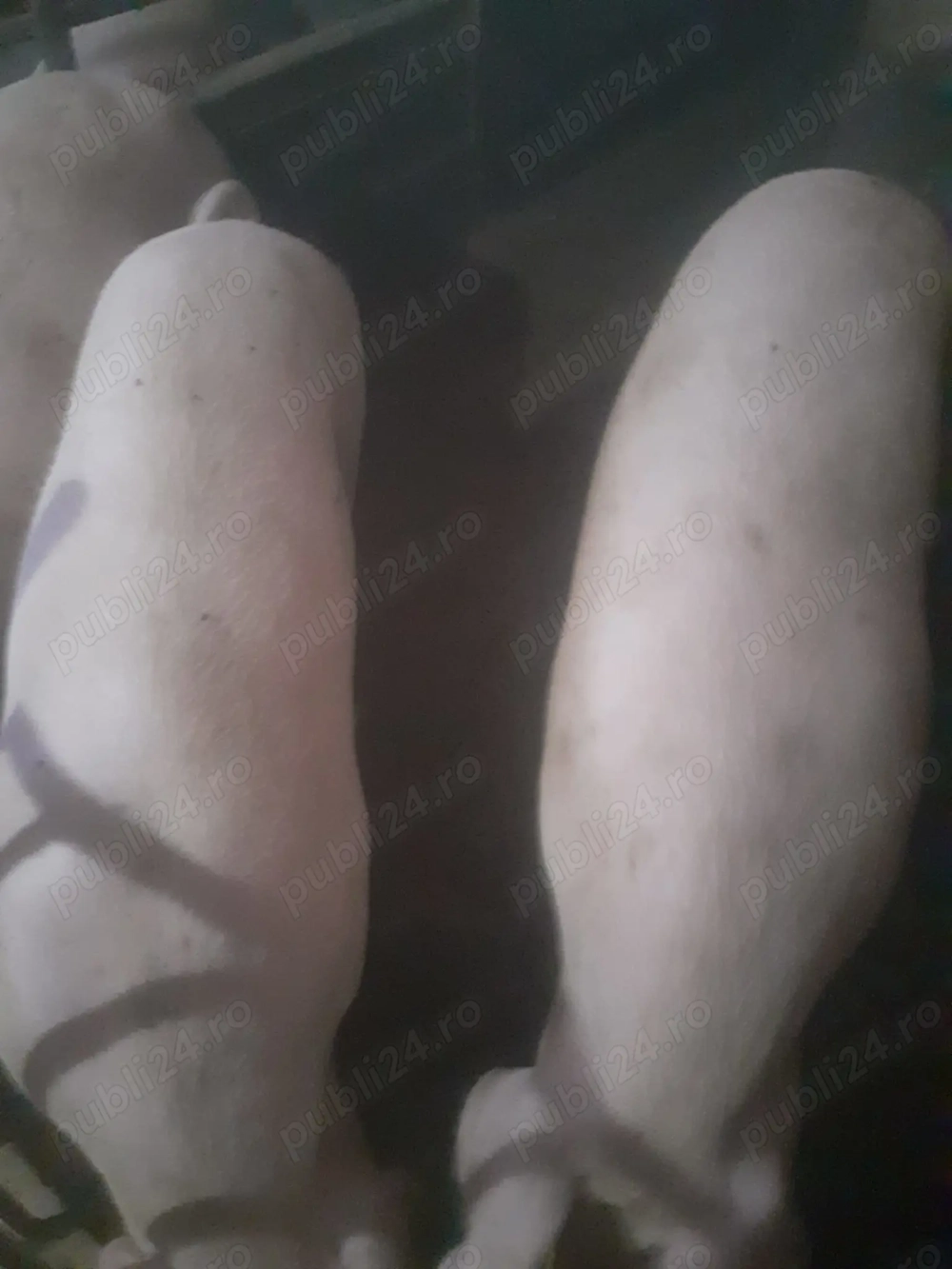 Vand porci mangalita bazna si de carne Vand porci mangalita bazna si de carne