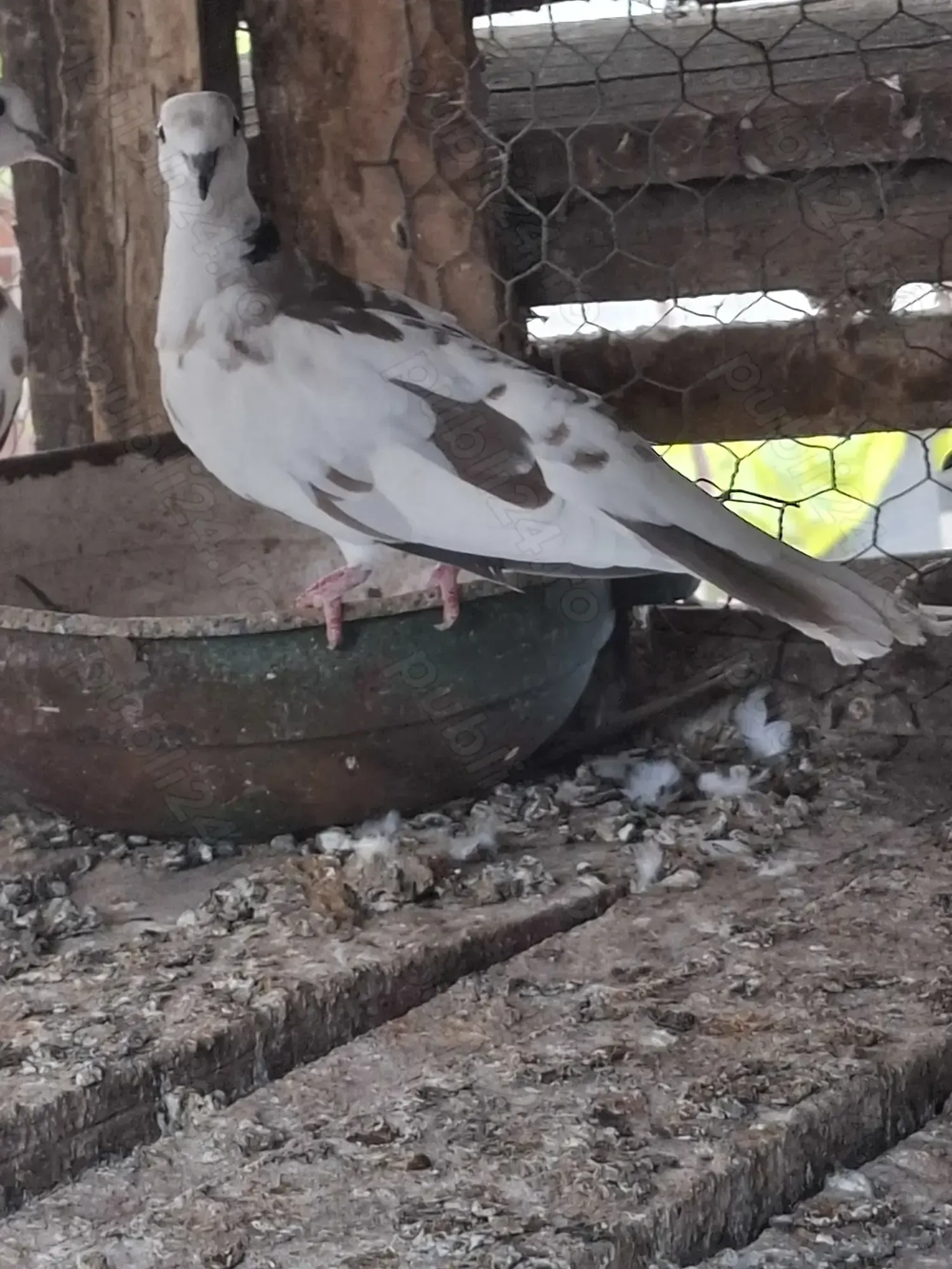 Vand masculi Vand masculi