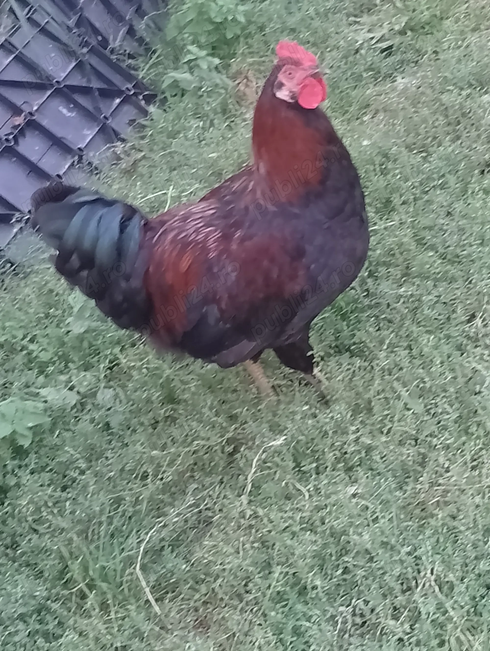 Cocosi tineri de 6 luni  Cocosi tineri de 6 luni