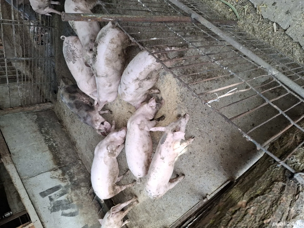 purcei de vânzare  purcei de vânzare