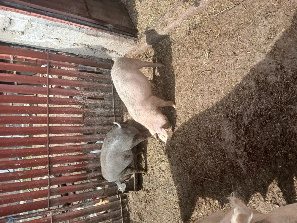 Scrofițe si porci mari 