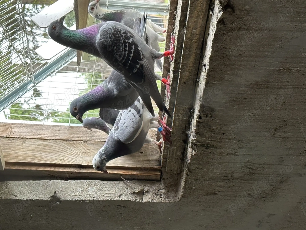 vand porumbei voiajori maturi si pui