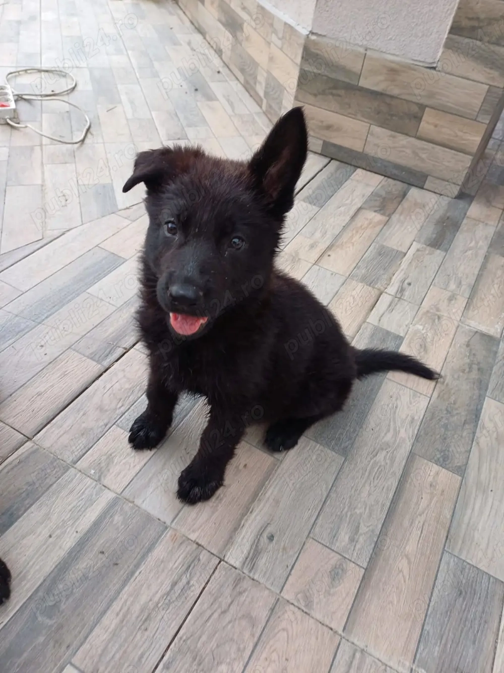 Ciobănesc german negru 