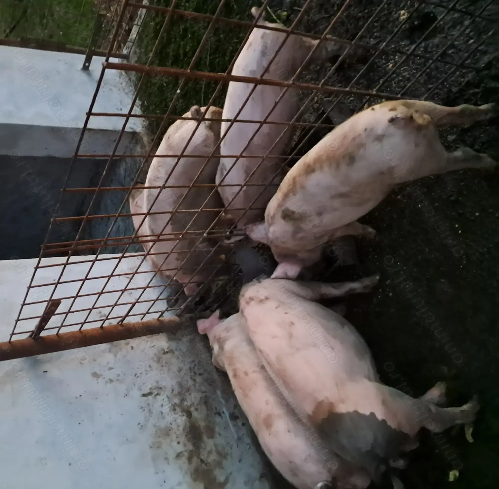 Porci de vânzare (6 buc.) Porci de vânzare (6 buc.)