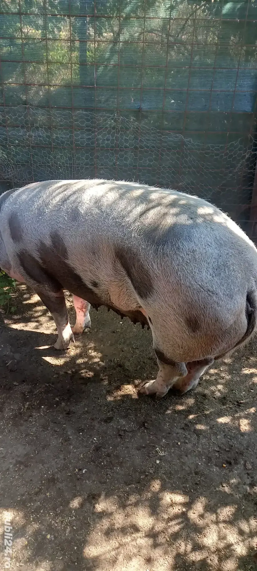 porci de carne