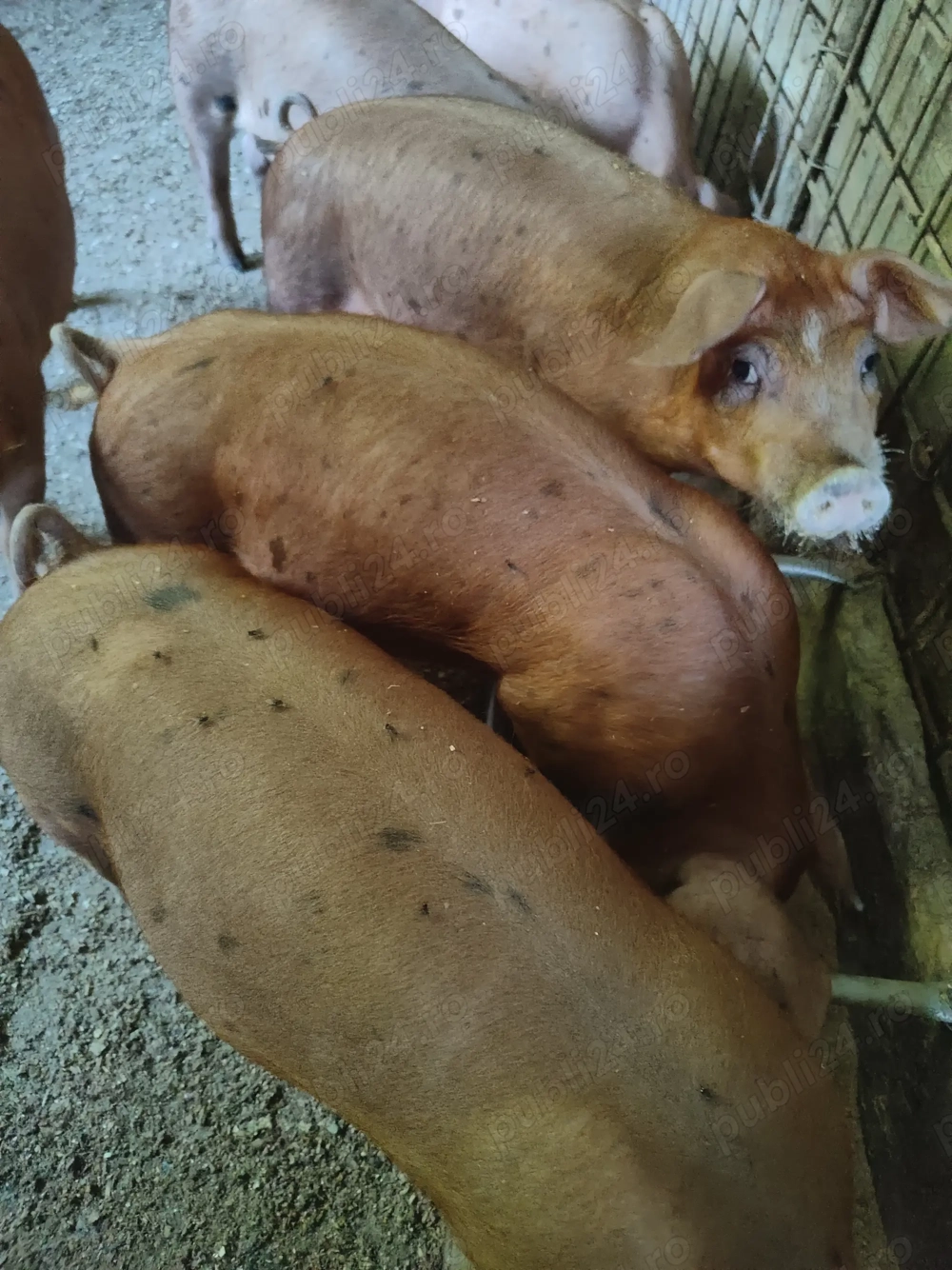 Soldanei duroc cu petrean