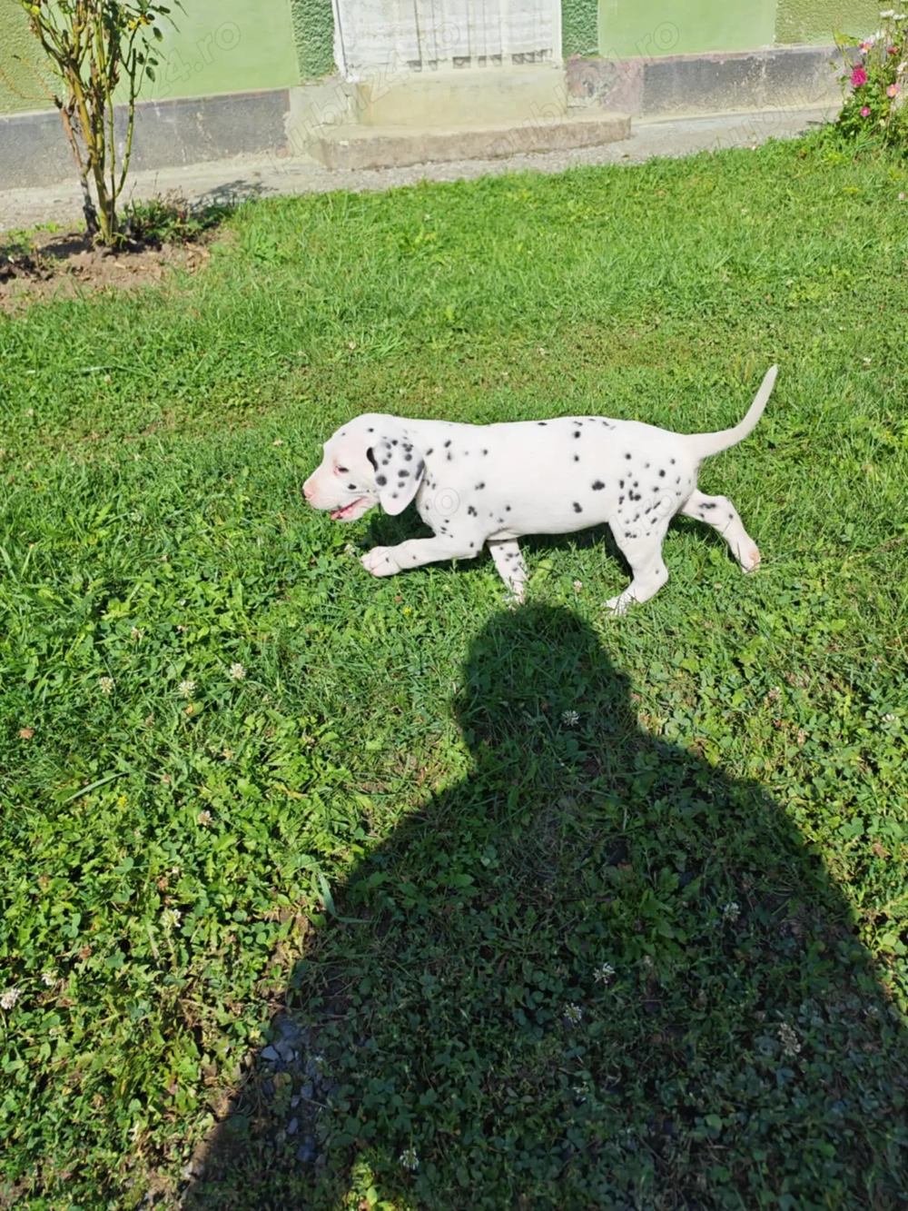 Dalmatian pui
