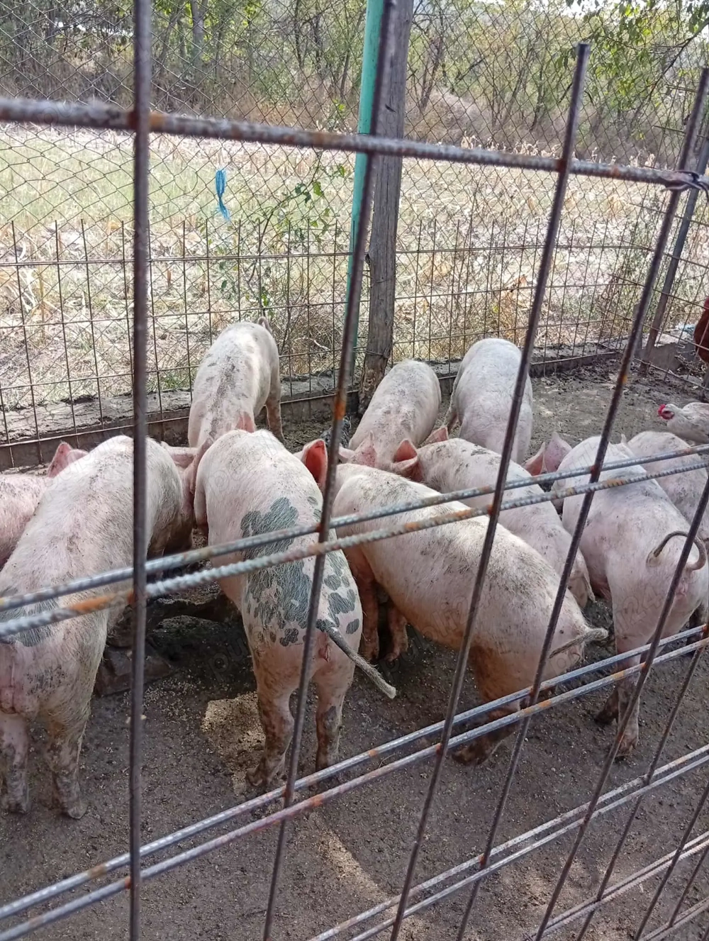 Purcei de vînzare in Bălcești,Gorj 