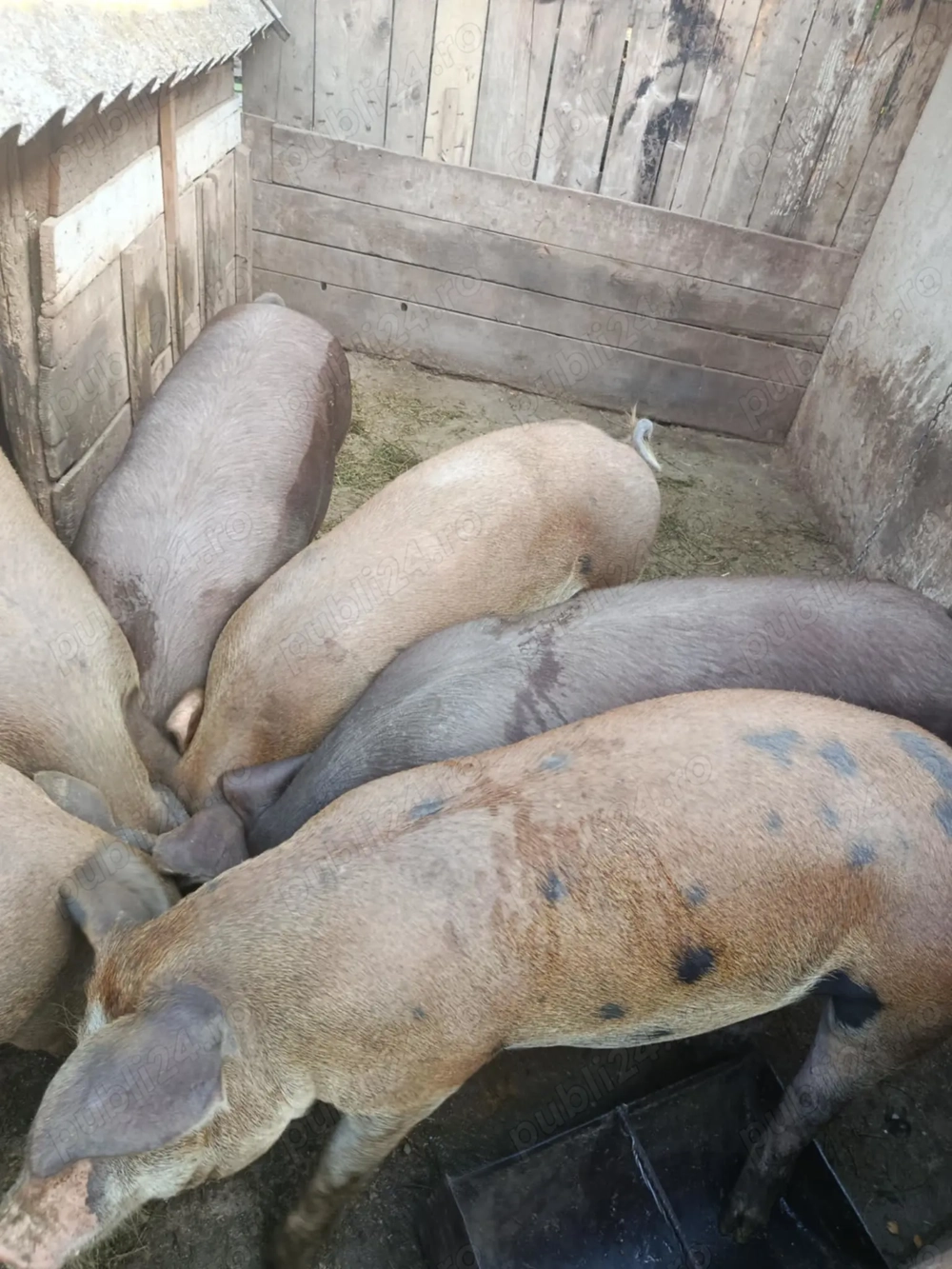 Vând porci duroc 
