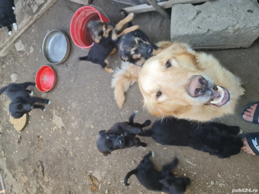 catelusi de dat gratuit 