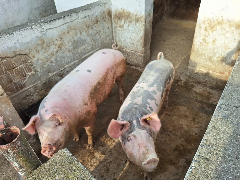 Porci de vanzare....