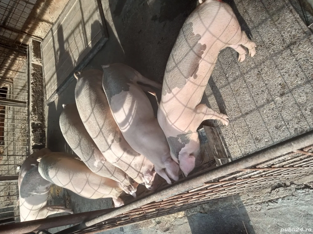 vand porci marele alb vand porci marele alb