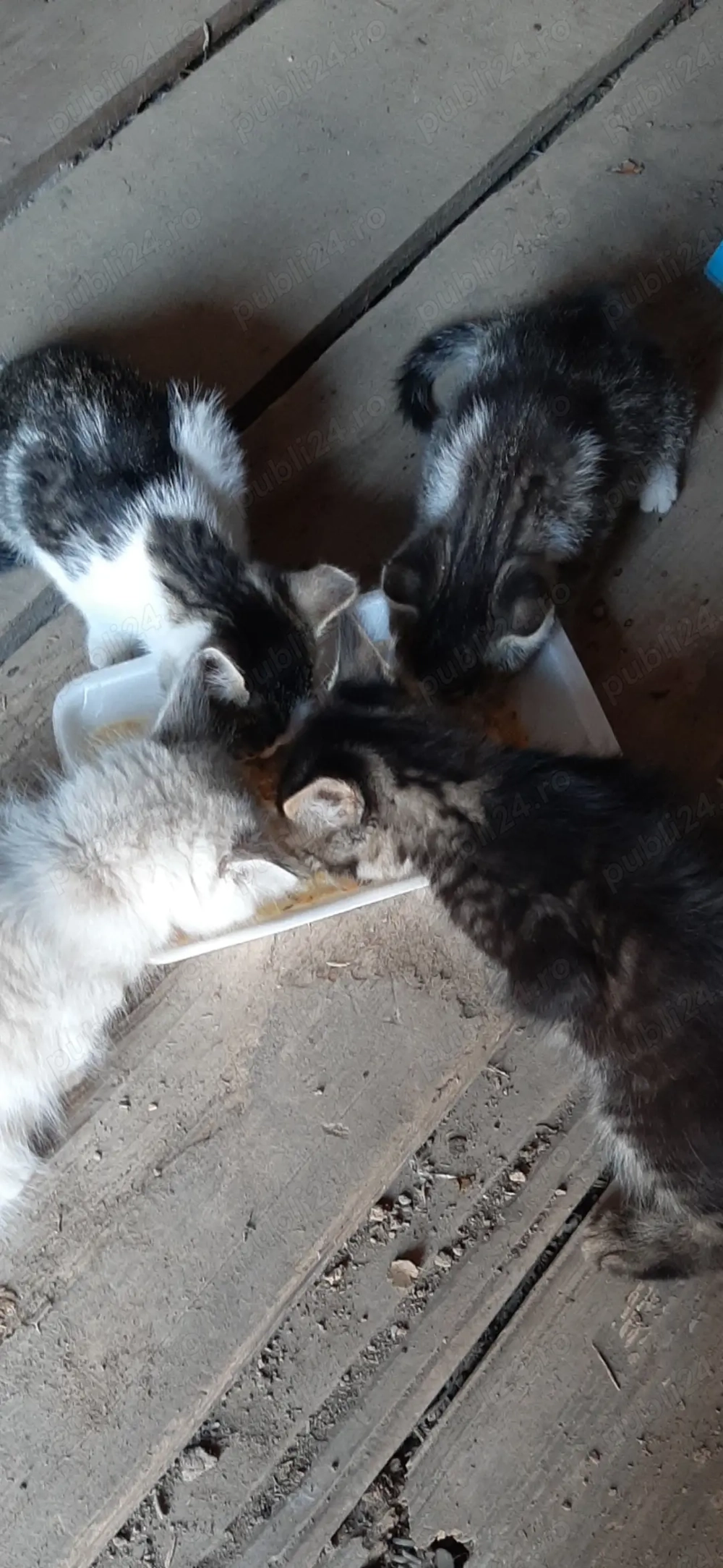 Adoptii pisici suceava Adoptii pisici suceava