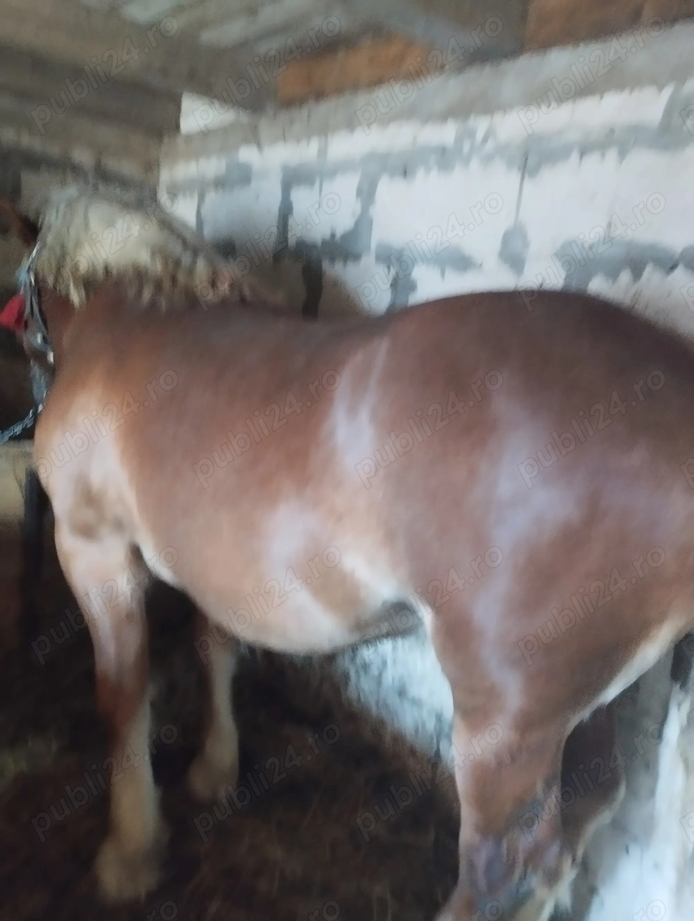 Vând mânji ardenezi