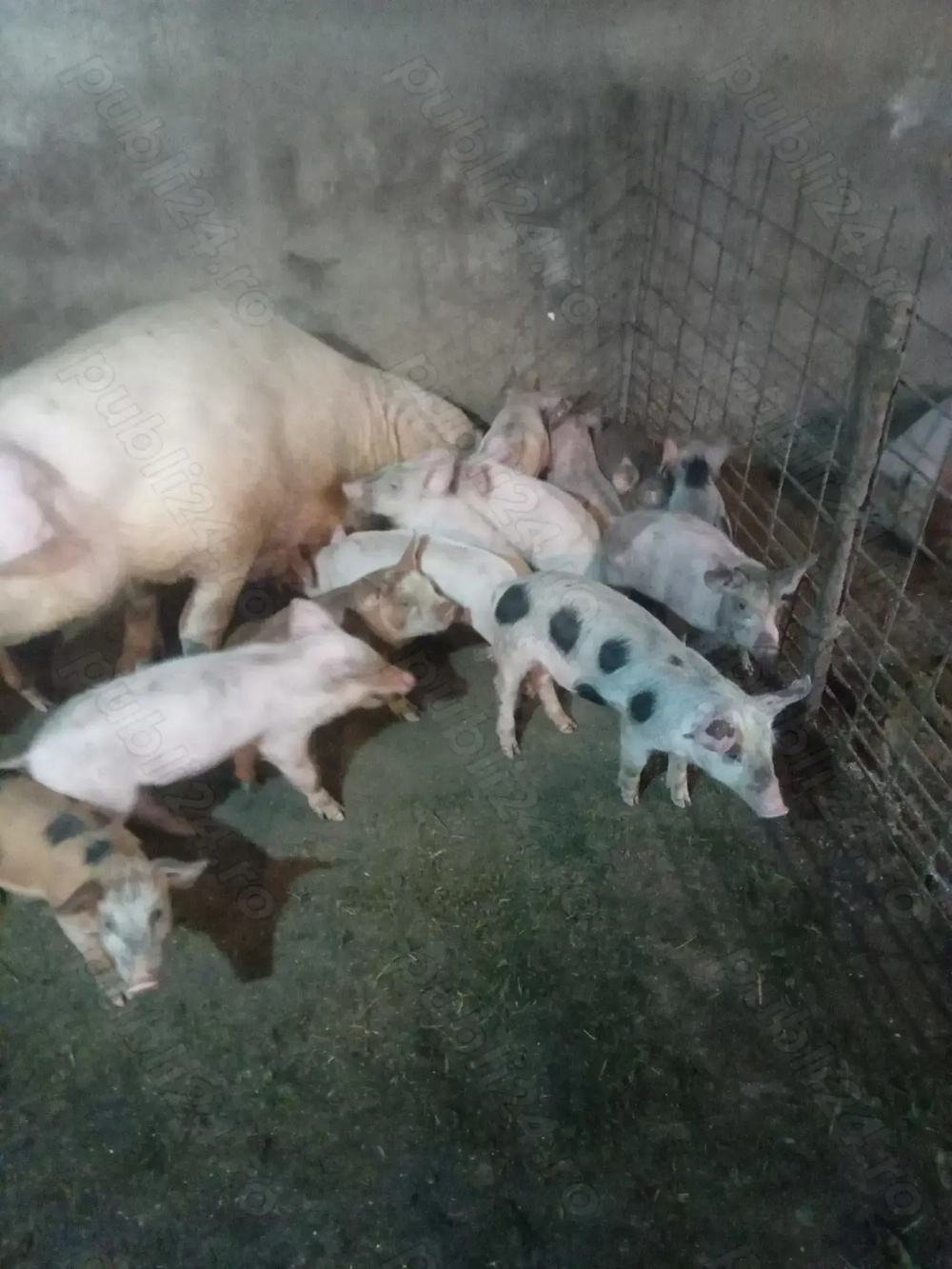 Purcei de 7 săptămâni  Purcei de 7 săptămâni