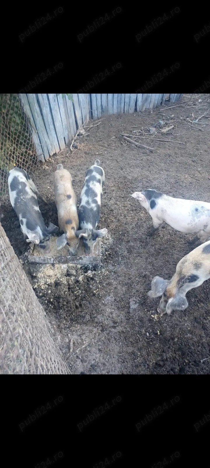 Vând purcei Vând purcei