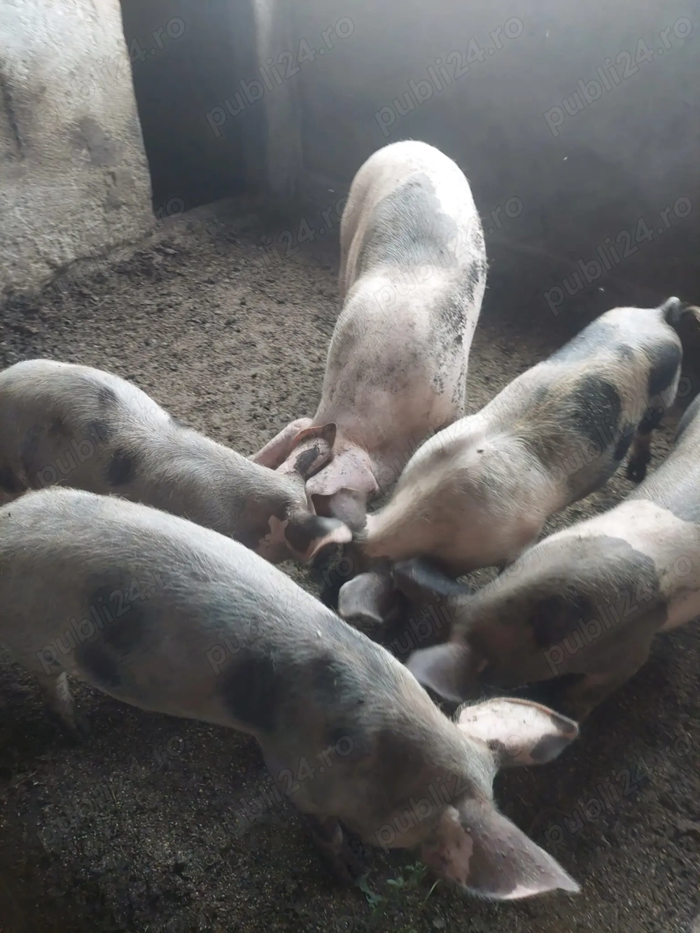 Vand purcei diferite categorii