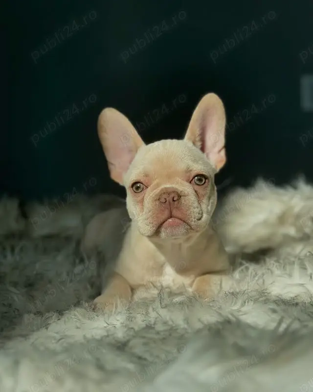Platinum french bulldog transport gratuit 