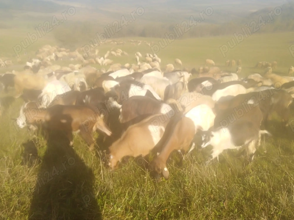 Vând capre tinere selectate  Vând capre tinere selectate