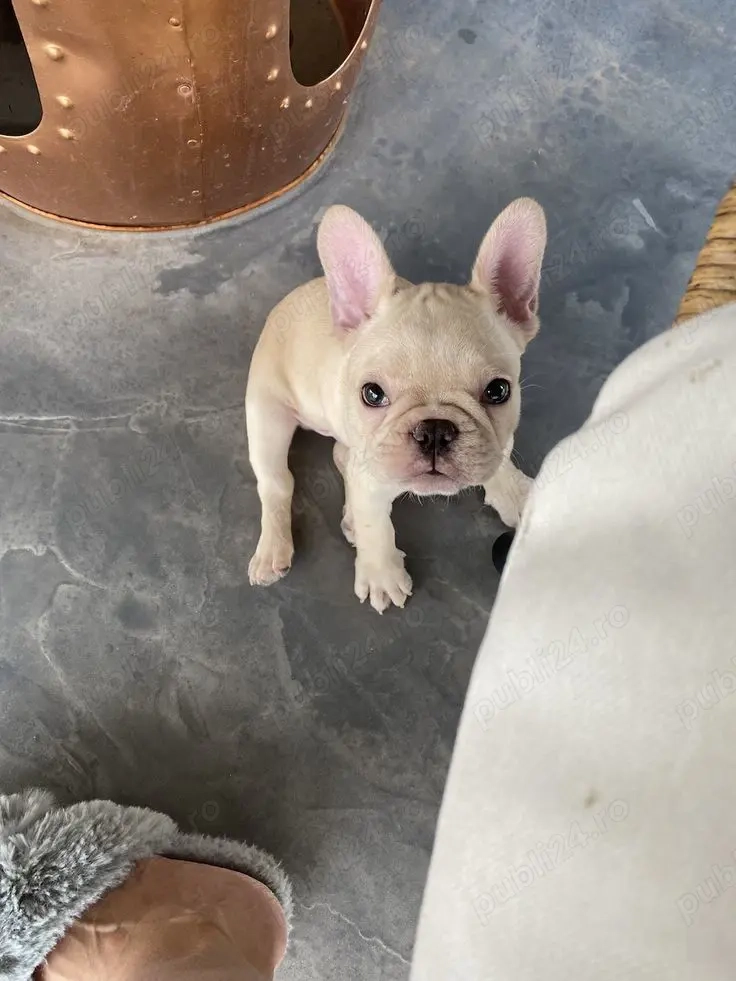 Bulldog francez diferite culori transport gratuit 