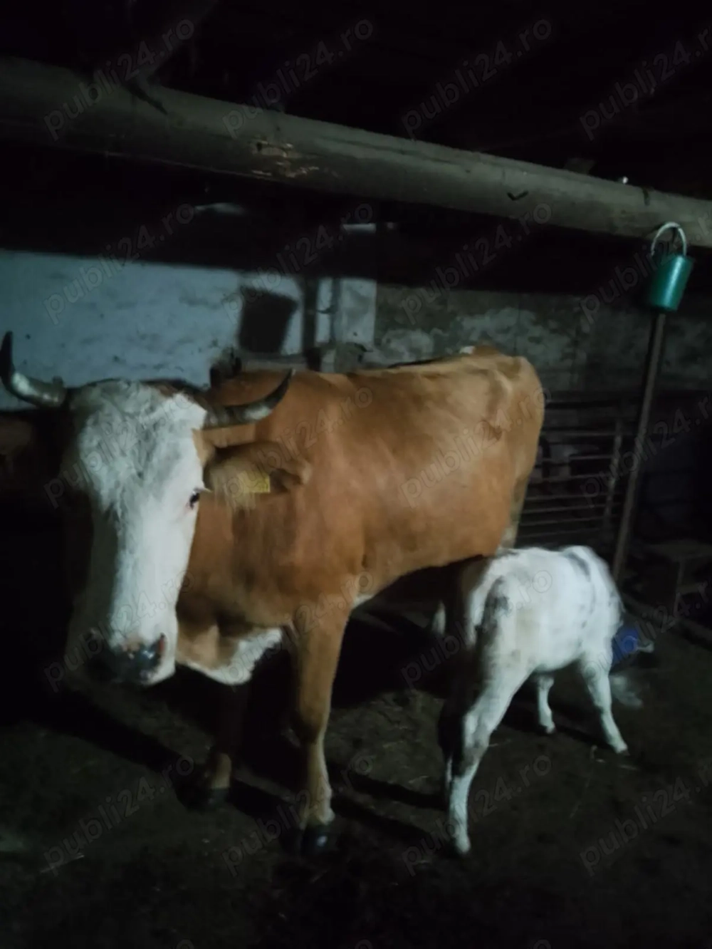 Vand vaca fatata de ținut. Vand vaca fatata de ținut.