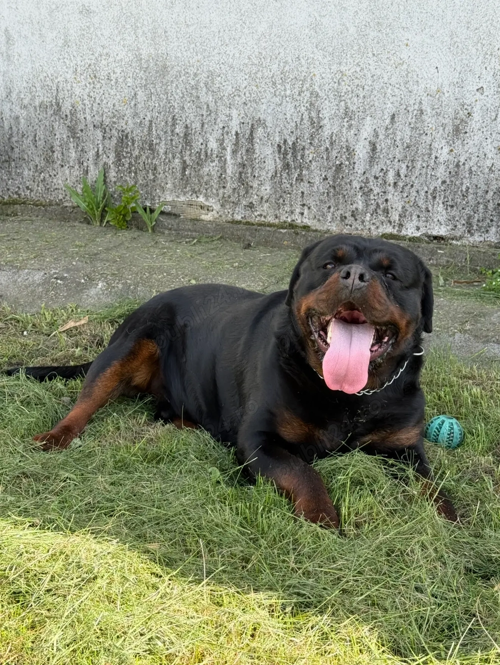 Mascul Rottweiler caută parteneră  Mascul Rottweiler caută parteneră