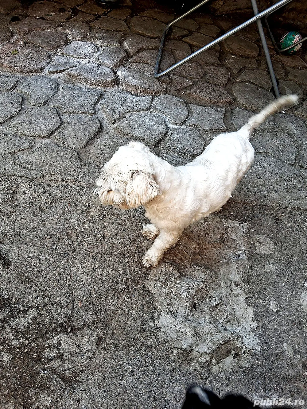 bichon maltez mascul 