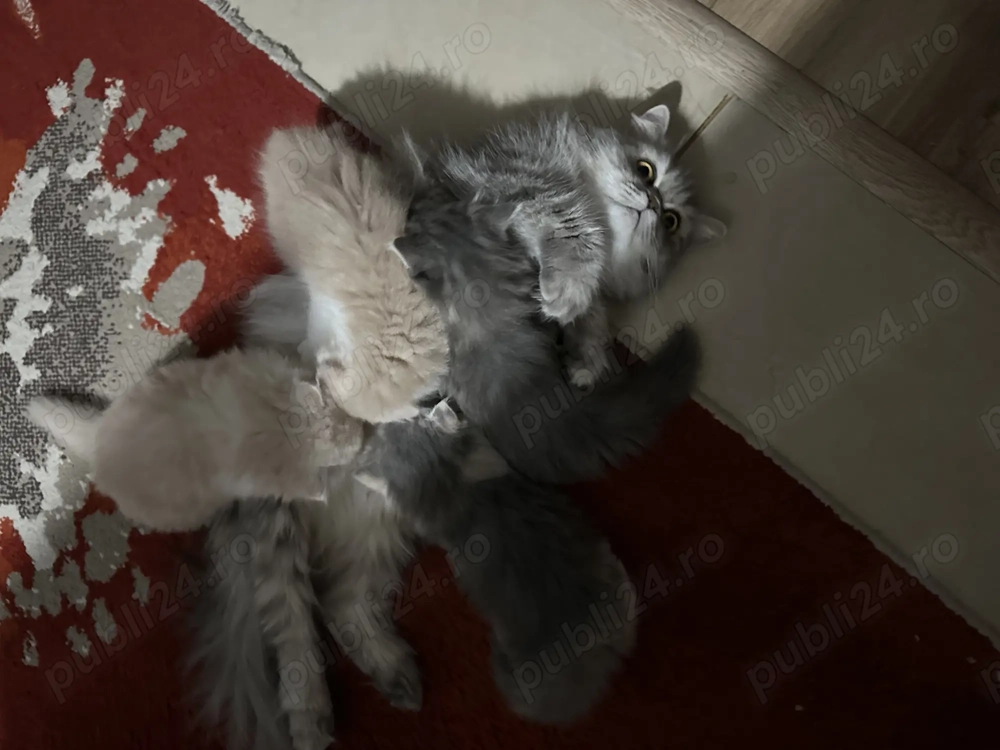 pisici persane doll face