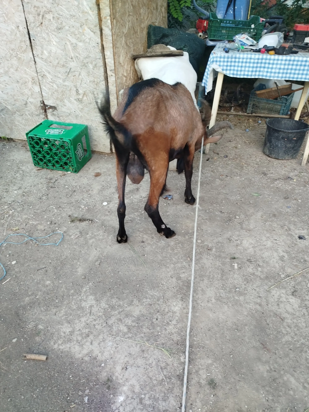 Schimb țap alpin francez Schimb țap alpin francez