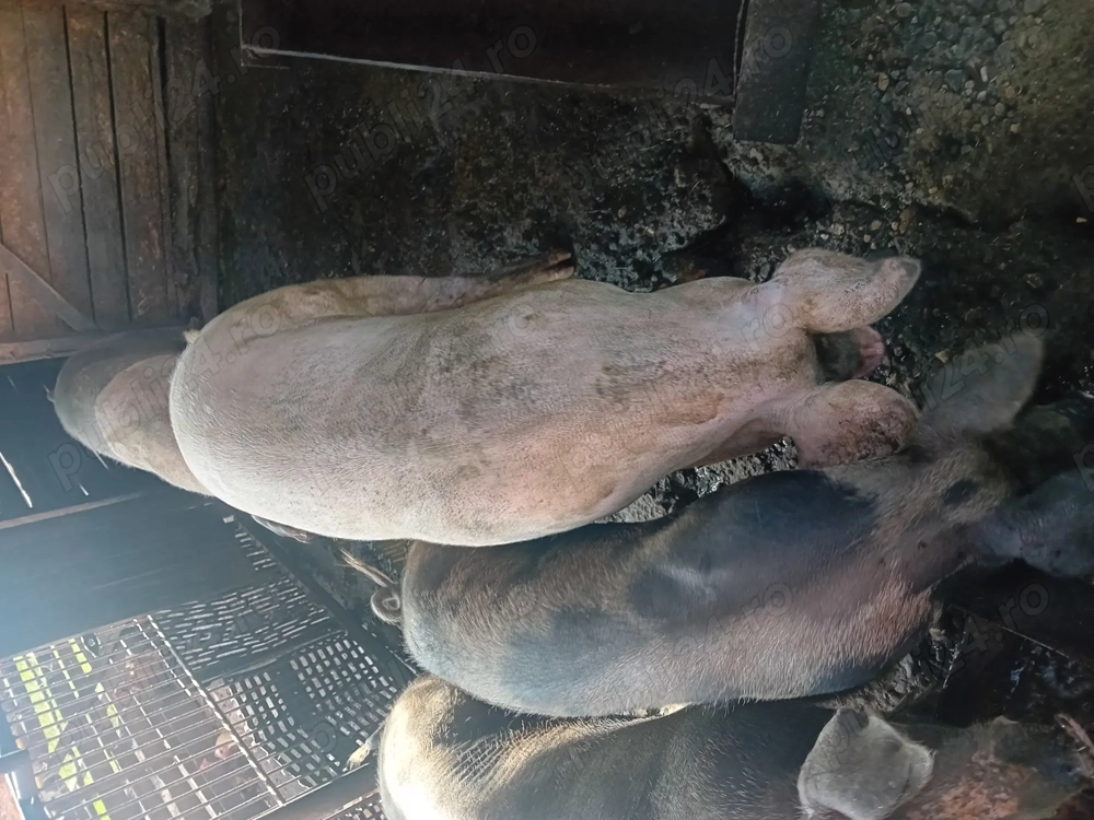 De vanzare porc 