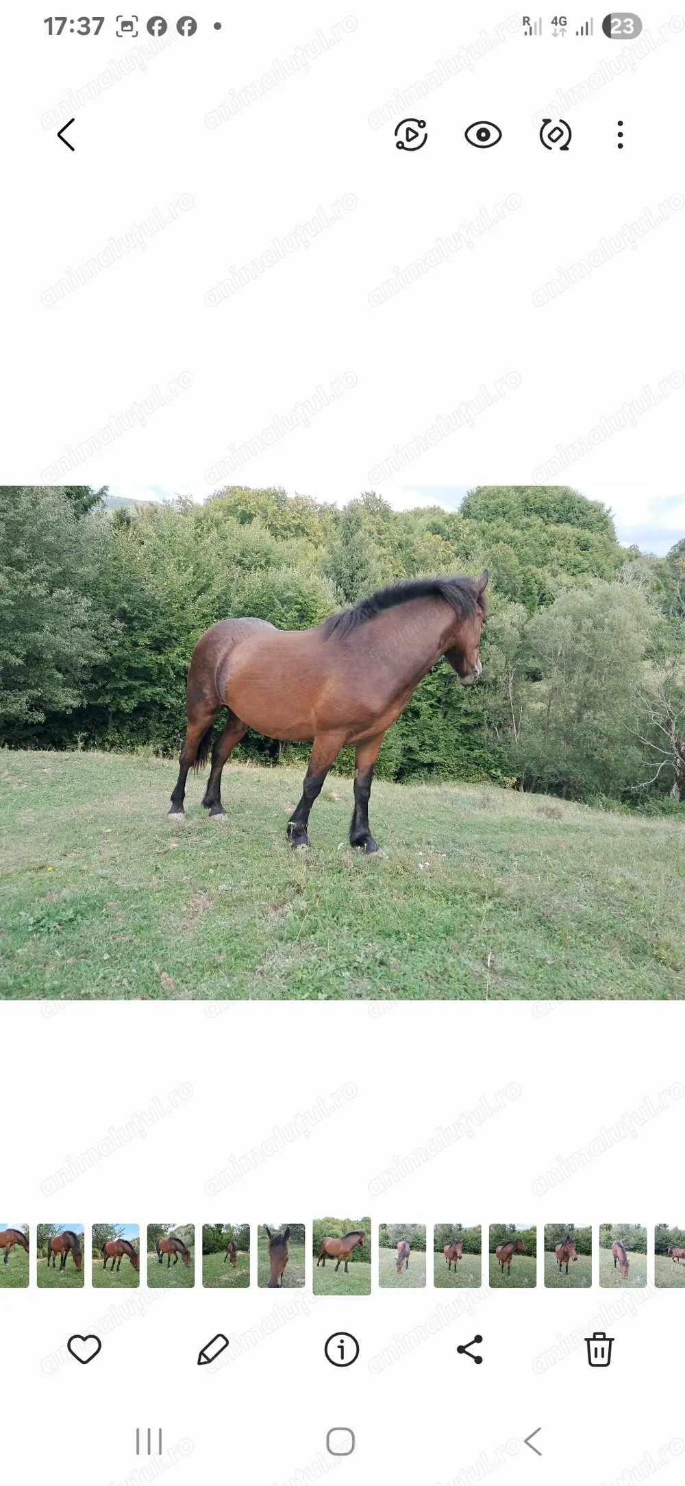 Mânji de vânzare de 2 ani