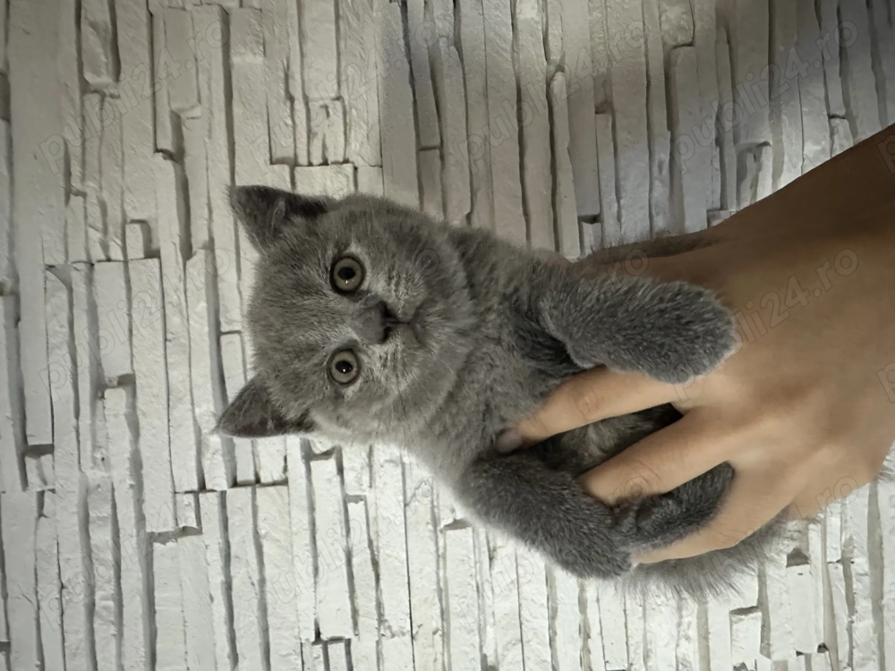 Pui pisică british shorthair și scottish fold