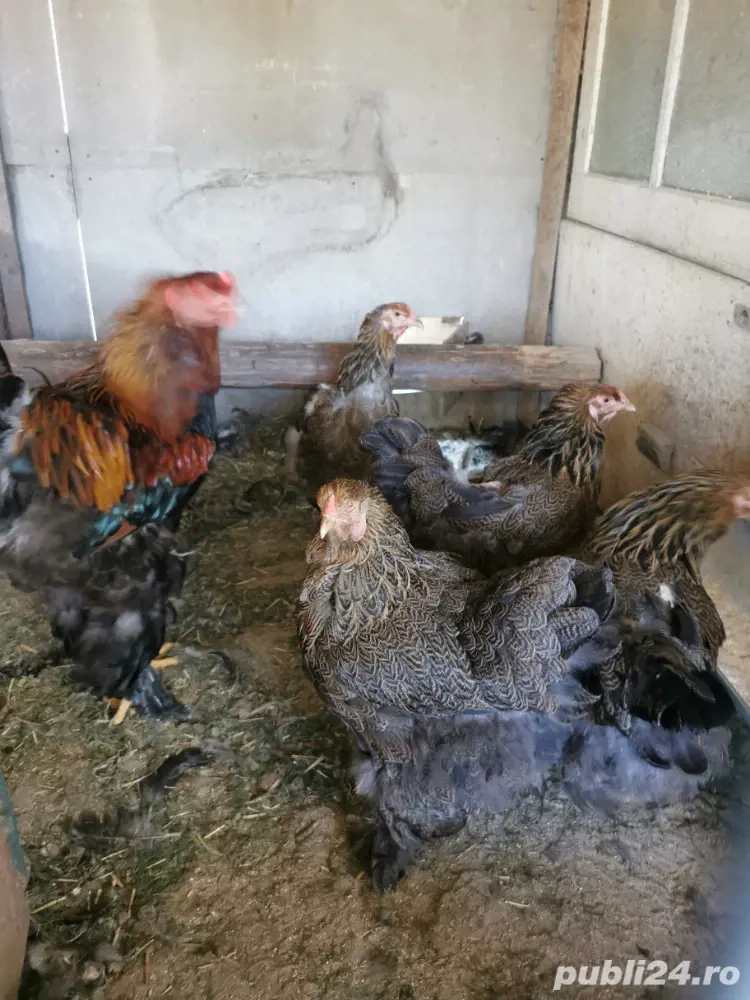 Vând familie brahma potarnichiu pe negru  Vând familie brahma potarnichiu pe negru