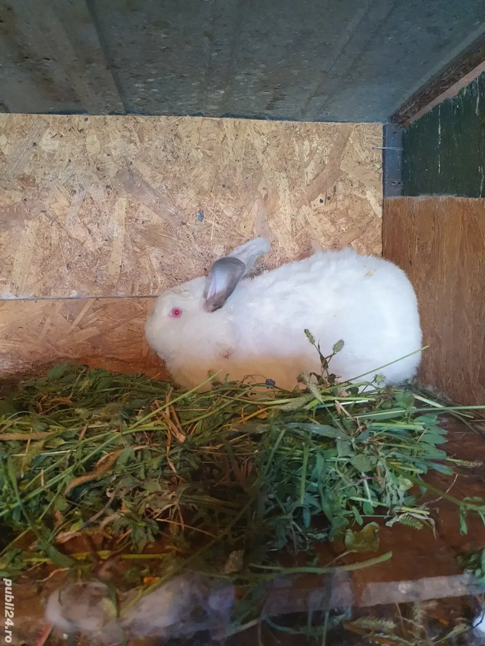 Iepuri Californiei maturi  Iepuri Californiei maturi