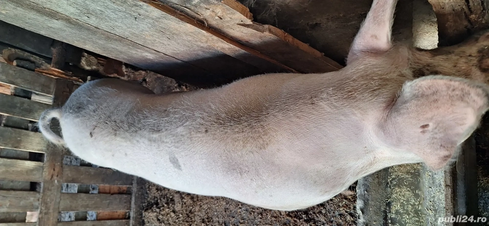 de vinzare purcea fatata