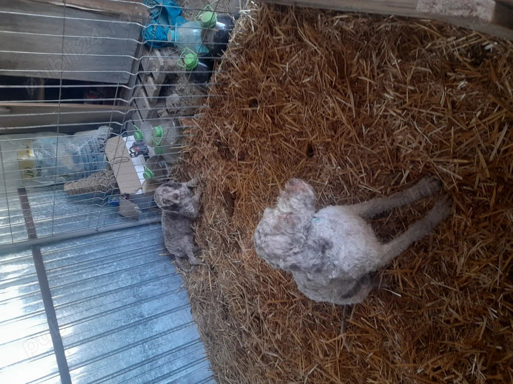 Lagotto inițiați 2 ani