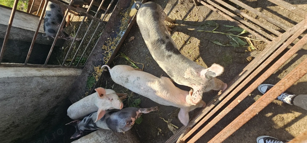 Vând purcei  Vând purcei