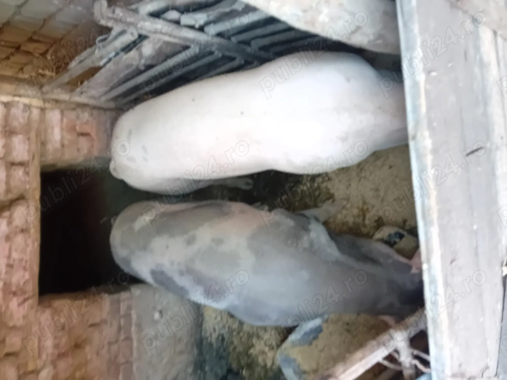 Porci de vanzare Porci de vanzare