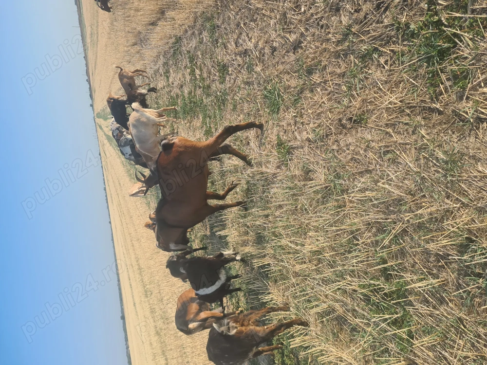 Vând țap  aglonubian vârstă 1 jumate este minor  num tel  