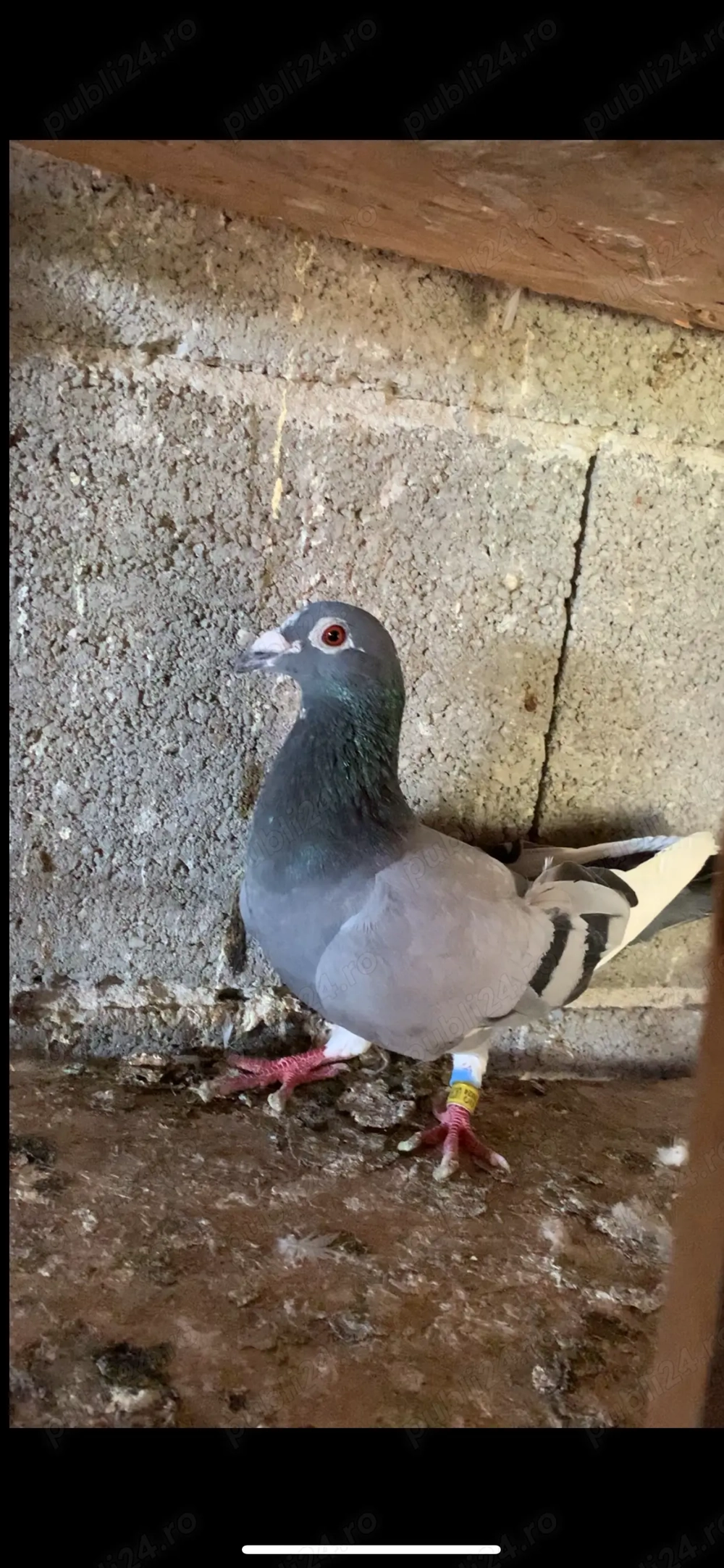 Vand matca și zburătorii porumbei voiajori 