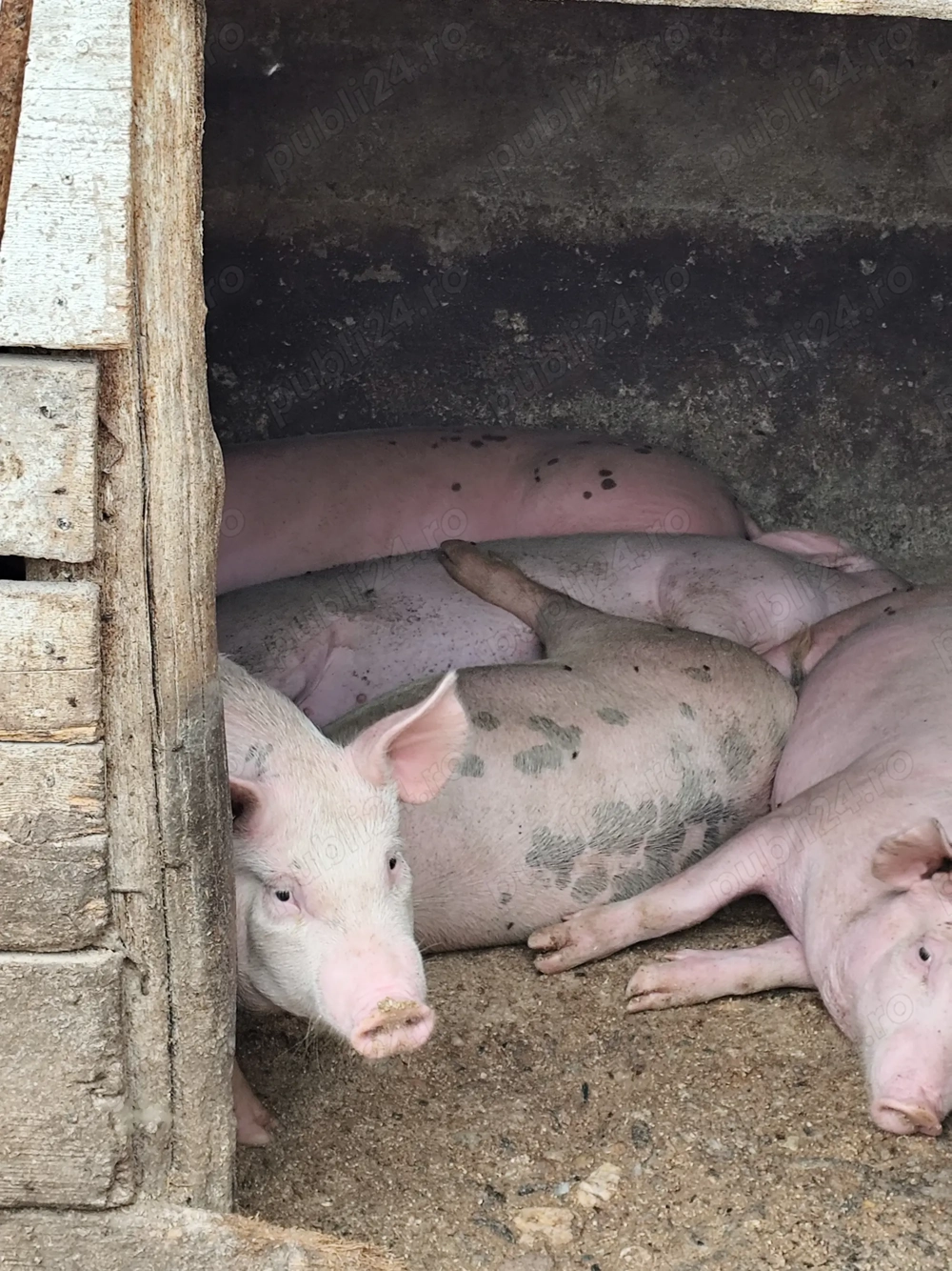 Grăsuni de vânzare 45kg,50  Grăsuni de vânzare 45kg,50