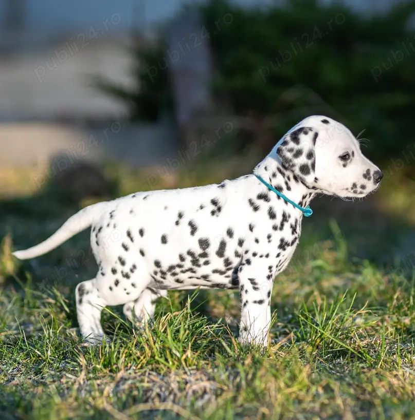 Pui de Dalmațian Disponibili- sănătoși și bine îngrijiți!