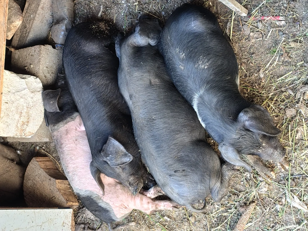 Disponibilii purcei bazna Disponibilii purcei bazna